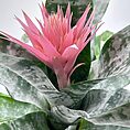 Bromeliad Aechmea Fasciata Primera