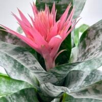Bromeliad Aechmea Fasciata Primera