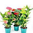 Anthurium Andreanum Flamingo Flower