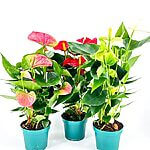 Anthurium Andreanum Flamingo Flower