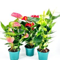 Anthurium Andreanum Flamingo Flower