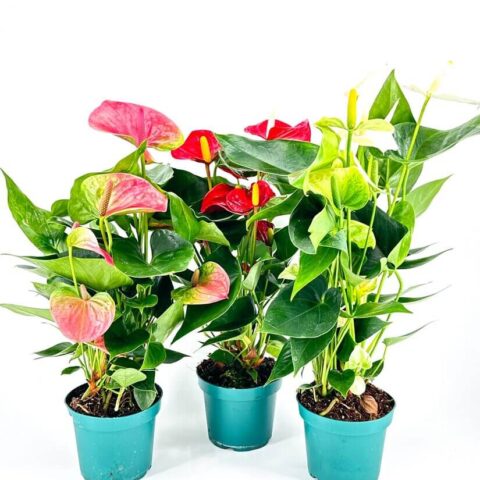 Anthurium Andreanum Flamingo Flower