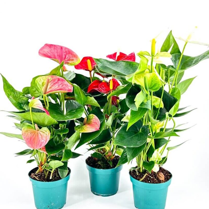 Anthurium Andreanum Flamingo Flower