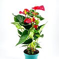 Anthurium Andreanum Flamingo Flower