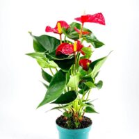 Anthurium Andreanum Flamingo Flower