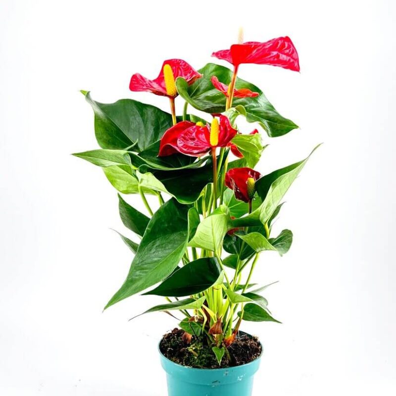 Anthurium Andreanum Flamingo Flower Anthurium Andreanum Flamingo Flower