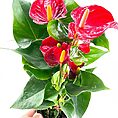 Anthurium Andreanum Flamingo Flower
