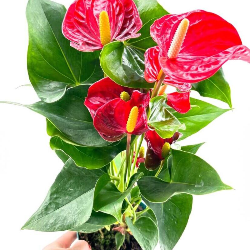 Anthurium Andreanum Flamingo Flower Anthurium Andreanum Flamingo Flower