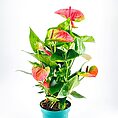 Anthurium Andreanum Flamingo Flower