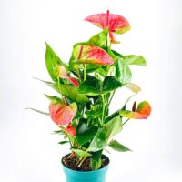Anthurium Andreanum Flamingo Flower