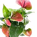 Anthurium Andreanum Flamingo Flower