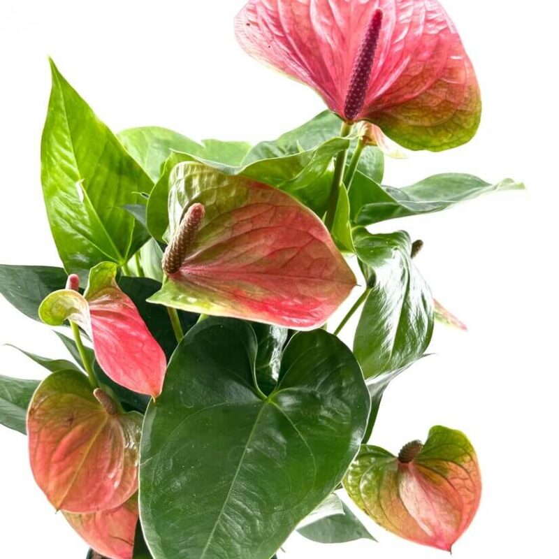 Anthurium Andreanum Flamingo Flower Anthurium Andreanum Flamingo Flower