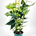 Anthurium Andreanum Flamingo Flower