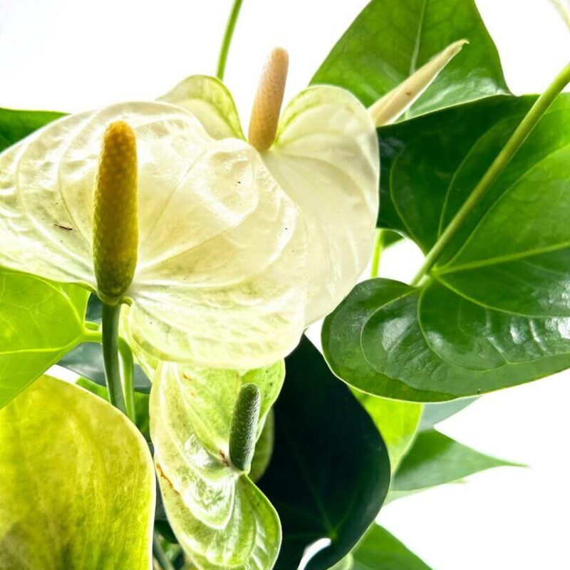 Anthurium Andreanum Flamingo Flower Anthurium Andreanum Flamingo Flower