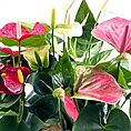 Anthurium Andreanum Flamingo Flower