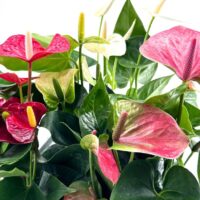 Anthurium Andreanum Flamingo Flower