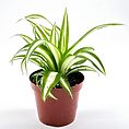Chlorophytum Comosum Variegated Spider Plant