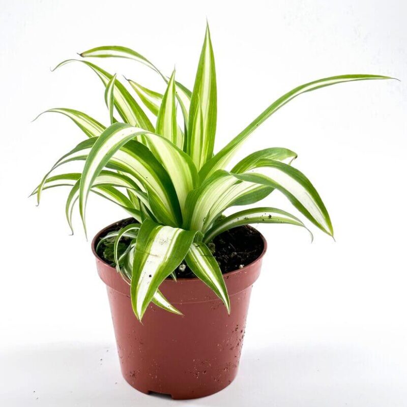 Chlorophytum Comosum Variegated Spider Plant Chlorophytum Comosum Variegated Spider Plant