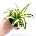 Chlorophytum Comosum Variegated Spider Plant