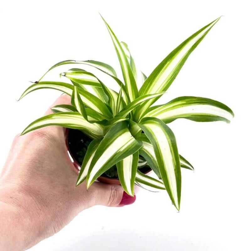 Chlorophytum Comosum Variegated Spider Plant Chlorophytum Comosum Variegated Spider Plant