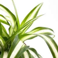 Chlorophytum Comosum Variegated Spider Plant