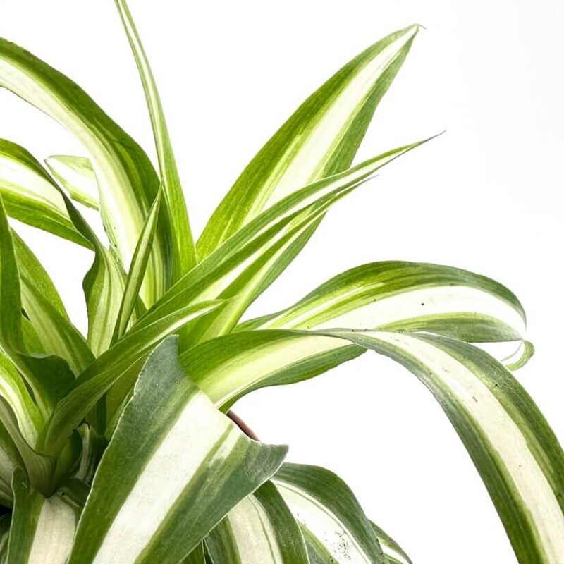 Chlorophytum Comosum Variegated Spider Plant Chlorophytum Comosum Variegated Spider Plant