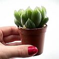 Haworthia Cooperi Glass Succulent