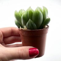 Haworthia Cooperi Glass Succulent
