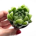 Haworthia Cooperi Glass Succulent