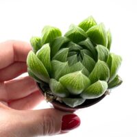 Haworthia Cooperi Glass Succulent