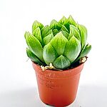 Haworthia Cooperi Glass Succulent