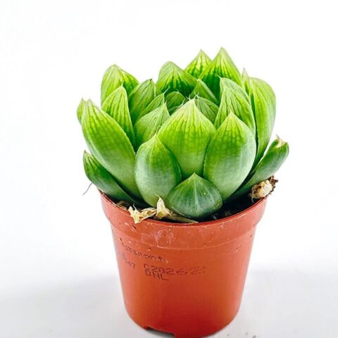 Haworthia Cooperi Glass Succulent