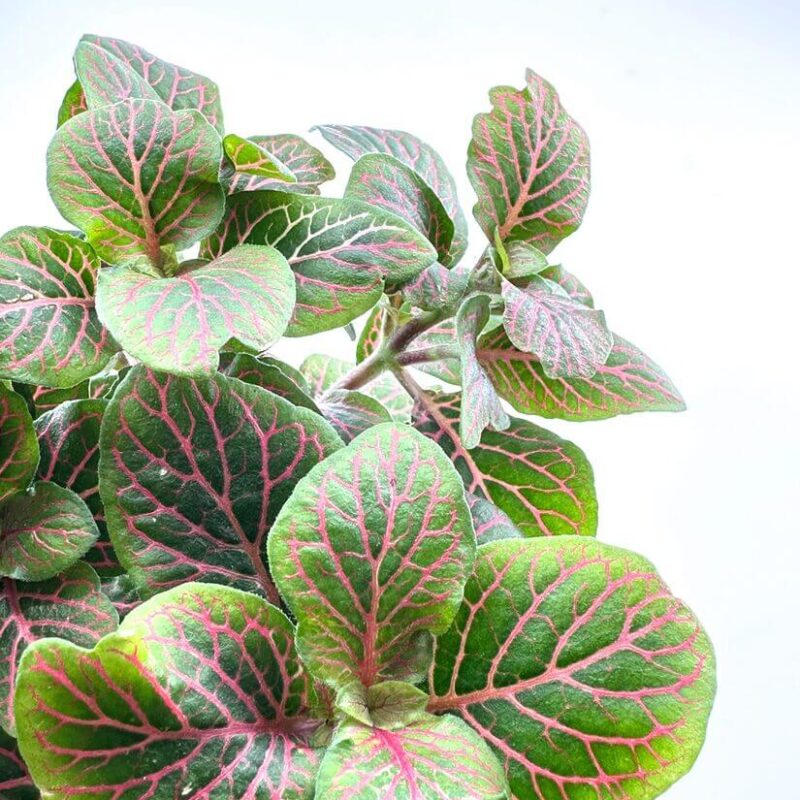 Fittonia Nerve Mosaic Plant Fittonia Nerve Mosaic Plant