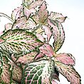Fittonia Nerve Mosaic Plant