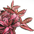 Fittonia Nerve Mosaic Plant