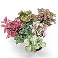 Fittonia Nerve Mosaic Plant