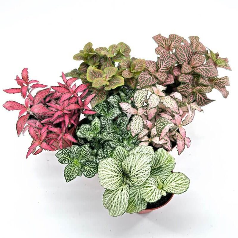 Fittonia Nerve Mosaic Plant Fittonia Nerve Mosaic Plant