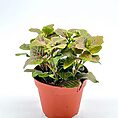 Fittonia Nerve Mosaic Plant