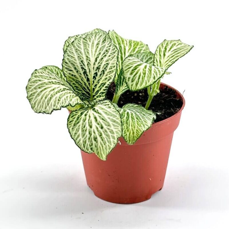 Fittonia Nerve Mosaic Plant Fittonia Nerve Mosaic Plant