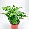 Lush green plant in terracotta pot, glossy leaves, indoor decor, simple background.