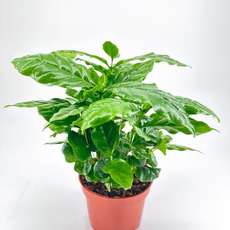 Coffee Arabica Houseplant Lush green plant in terracotta pot, glossy leaves, indoor decor, simple background.