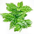 Lush green plant leaves with vibrant veins on a white background.