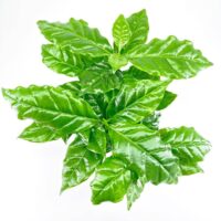 Lush green plant leaves with vibrant veins on a white background.