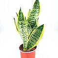 Snake plant with yellow-edged leaves in terracotta pot on white background.