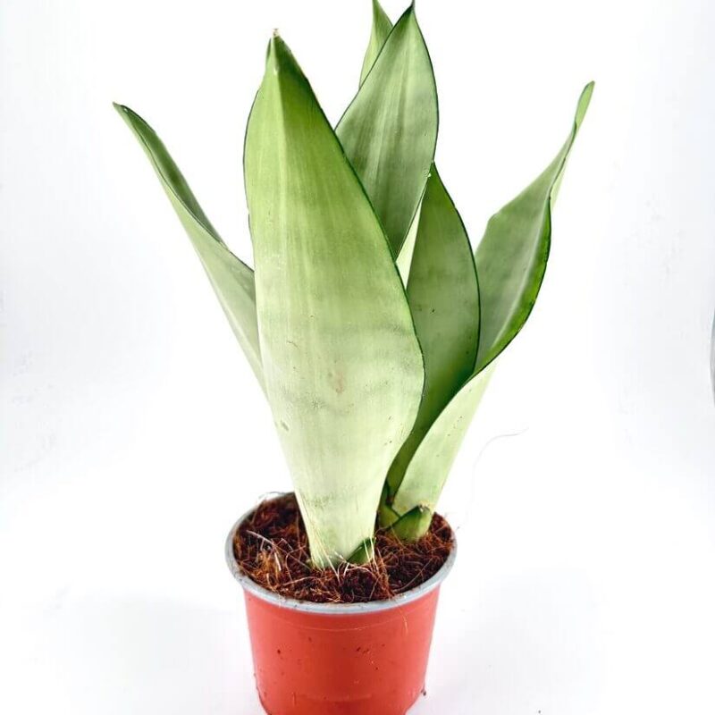 Sansevieria Snake Plant Snake plant in terracotta pot, vibrant green leaves, indoor decor, white background.