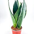 Snake plant in a terracotta pot with green variegated leaves against a white background.
