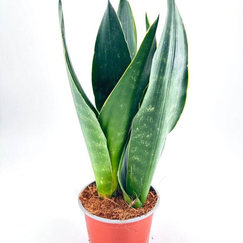 Sansevieria Snake Plant Snake plant in a terracotta pot with green variegated leaves against a white background.