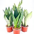 Four potted Snake Plants, Sansevieria, with diverse leaf patterns on a white background.
