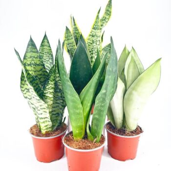 Four potted Snake Plants, Sansevieria, with diverse leaf patterns on a white background.