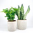 Coffee and snake plants in textured ceramic pots on white surface, enhancing indoor greenery.